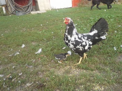 btwleghorn11.jpg