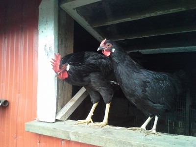 btwleghorn3.jpg