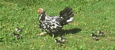 btwleghorn8.jpg