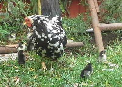 btwleghorn7.jpg