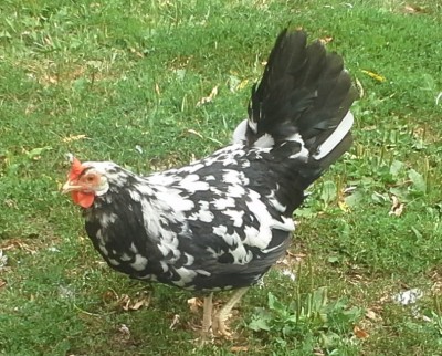 btwleghorn5.jpg