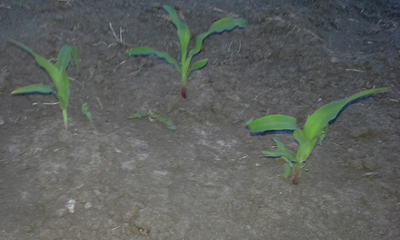 corn in a 3 sisters plot