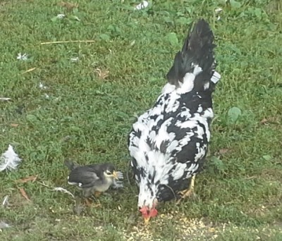 btwleghorn9.jpg