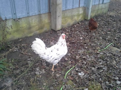btwleghorn12.jpg