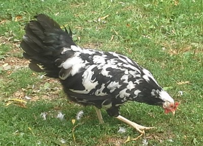 btwleghorn6.jpg