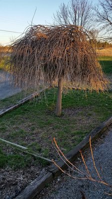 tree.jpg