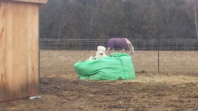 Hay Bales are comfy