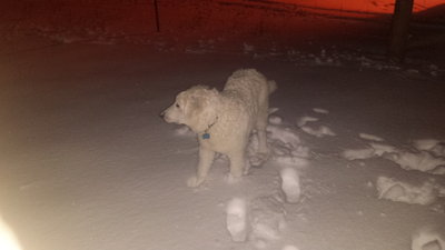 Snow Dog