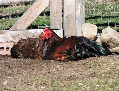 Chantecler Dust Bath.JPG