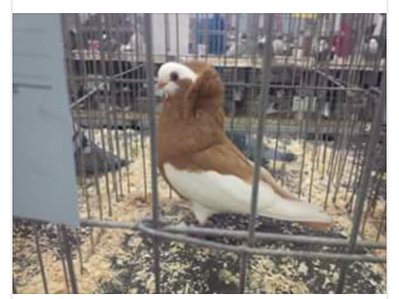image.jpeg