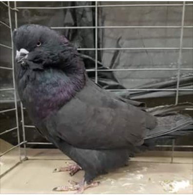 image.jpeg