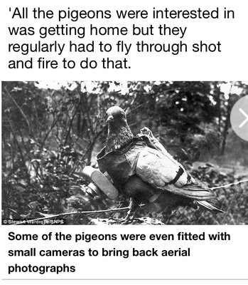 image.jpeg