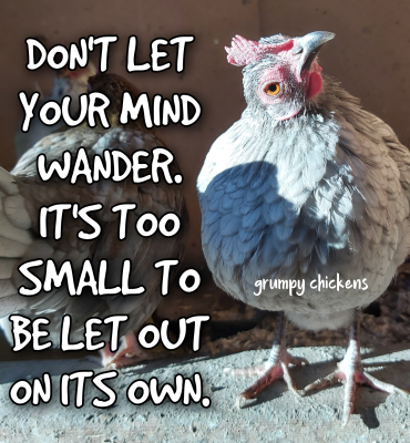 IMG_1639653844195.png