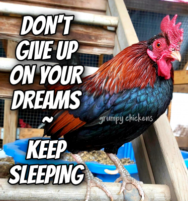 IMG_1636629711072.png