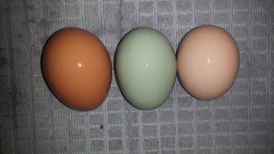 Australorp, Americauna egg.jpg