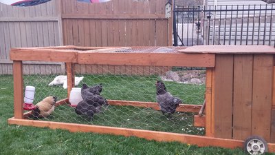 Chicken Tractor with everyone.jpg