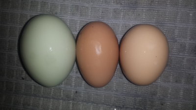 chantecler egg in middle.jpg