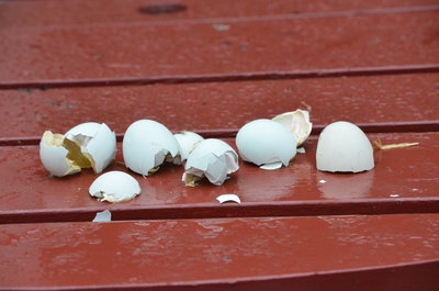 Eggs. 4 light blue, and one off-white. Other eggs are MIA. 8 of 9 hatched.