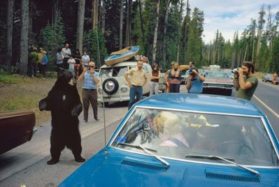 bearjam.adapt.590.1.jpg