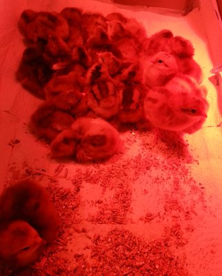 Buckeye cornish cross chicks.jpg