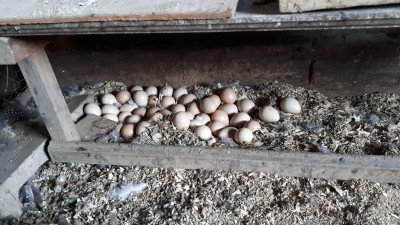 Hens made a nest under laying boxes.