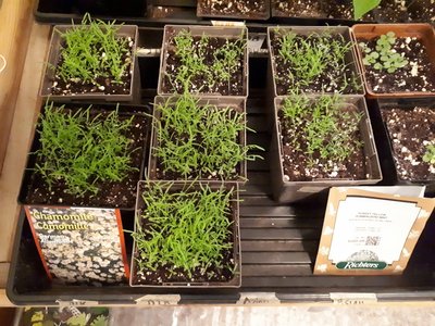 Chamomile seedlings with some &quot;Sunset Yellow&quot; Hummingbird Mint to the right.