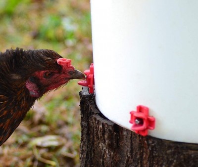 nipple waterer.jpg