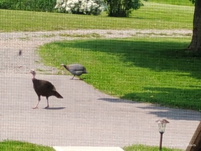 Turkey Hen passing through-m.jpg
