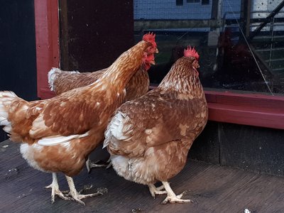 Looking at the white-feathered bowling balls (meat chickens) in the barn.