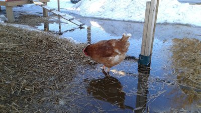 Wading over from their coop.