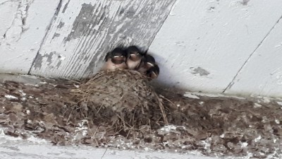 Barn Swallows almost ready for first flight!