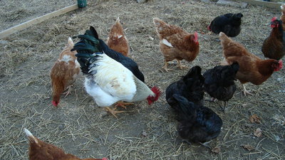 Here is our rooster, Humphrey, and some of the hens. He is a pretty big guy and a gentleman to the hens.