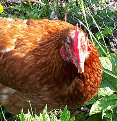 The hen with fangs.