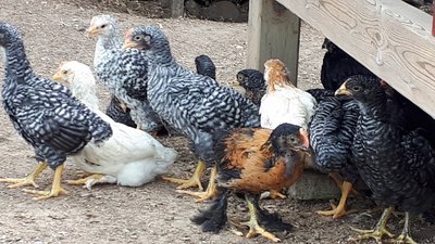Some of the chicks at 4 weeks.