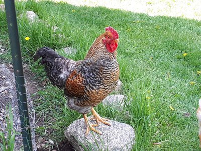 Bert Jr. - possible daddy #2, hatched July 2018