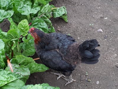 Convalescing in the Swiss Chard.