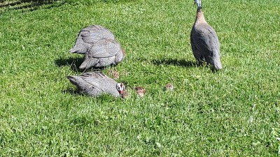 Guineas with Keets.jpg