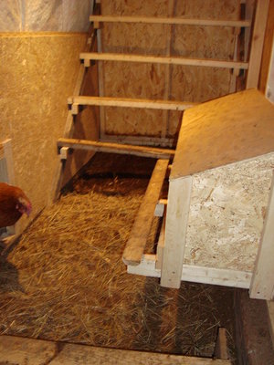 This is the hen house in the barn for the winter. There are 3 nesting boxes.