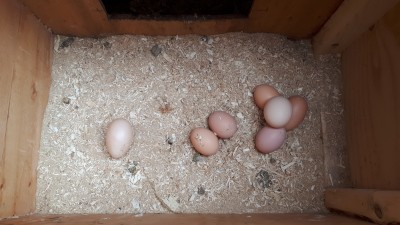 May4th-talented hen.jpg