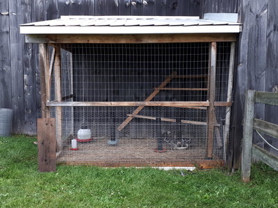 This is our turkey enclosure that was wrapped in corn crib with chicken wire behind.