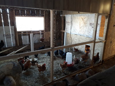 Winter Enclosure Inside Barn