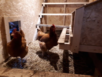 Winter Hen House in Barn