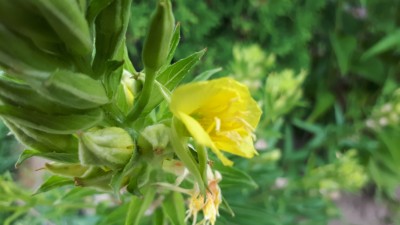 A flower on the plant