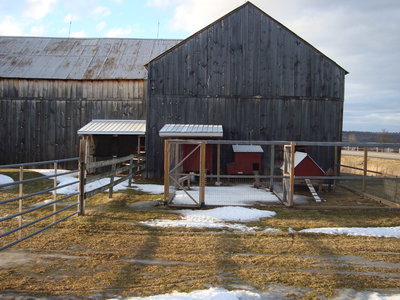 This is the whole outside chicken and turkey set-up. Turkey enclosure is at the left.