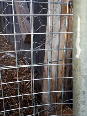 This is where the break-in happened. Animal squeezed in the front corner by the lightening ground rod, got through corn crib, &amp; ripped off chicken wire.