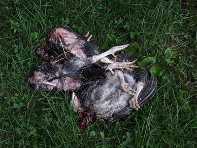 This is what was left of 3 little turkeys with heads eaten off.