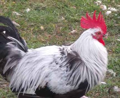 Silver Dorking Cockerel