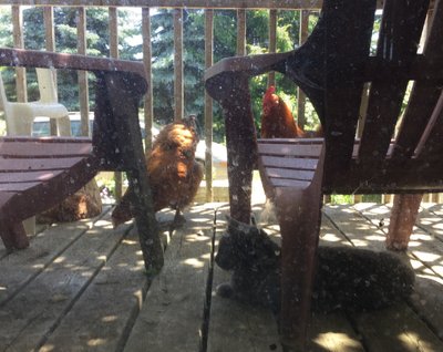 Claude and chickens