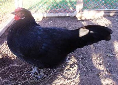 Black Hamburg Pullet