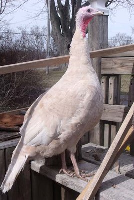 Red hen